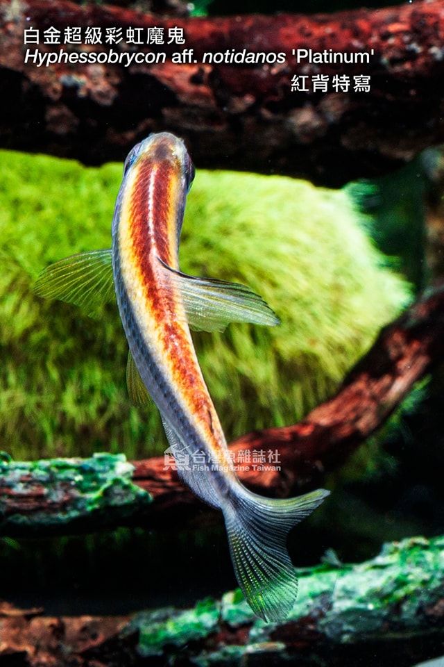 白金超級彩虹魔鬼