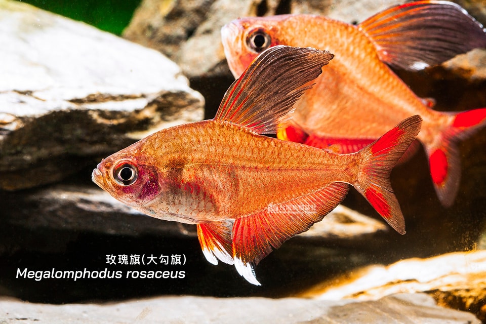 玫瑰旗(大勾旗)