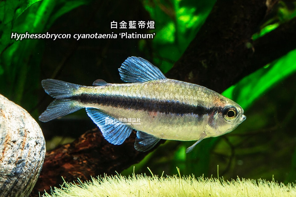 白金藍帝燈