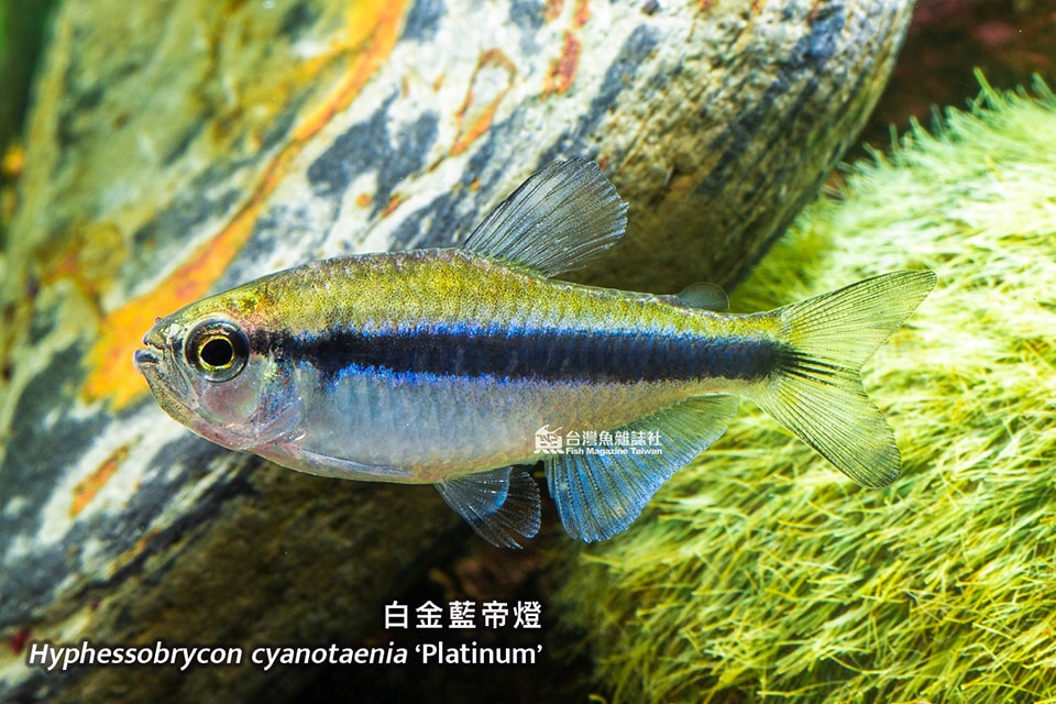 白金藍帝燈