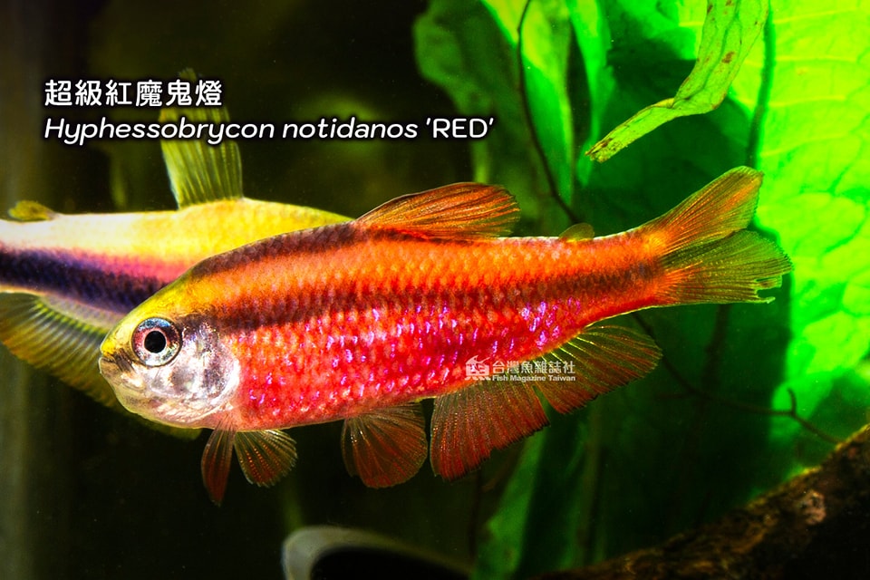 超級紅魔鬼燈