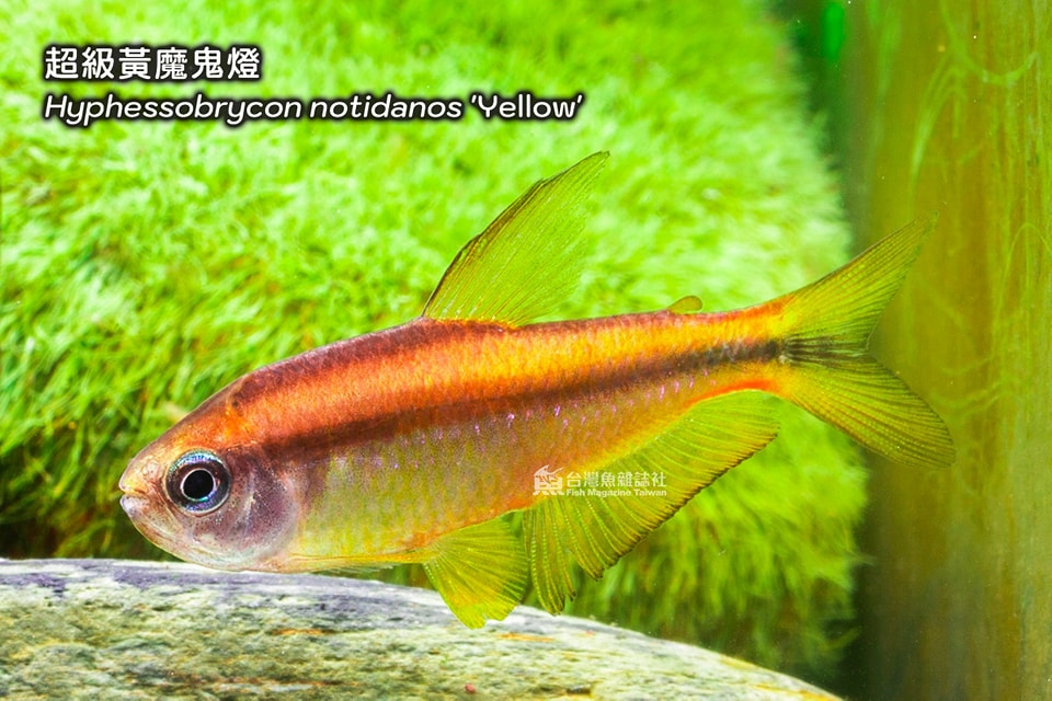 超級紅魔鬼燈