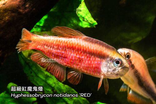 超級紅魔鬼燈
