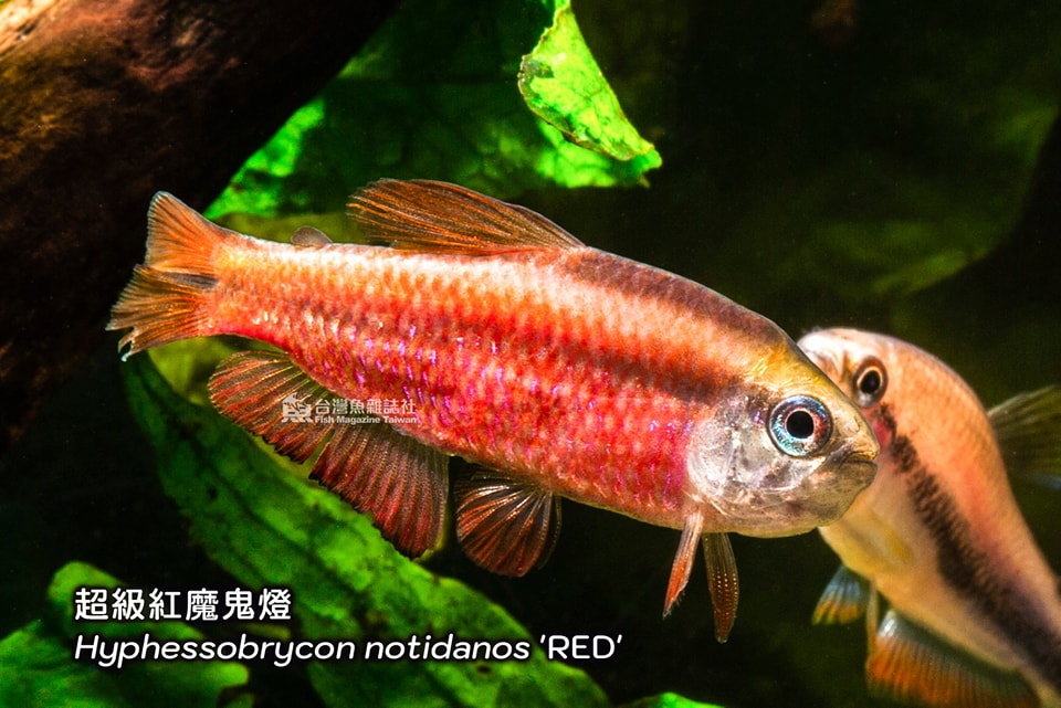 超級紅魔鬼燈