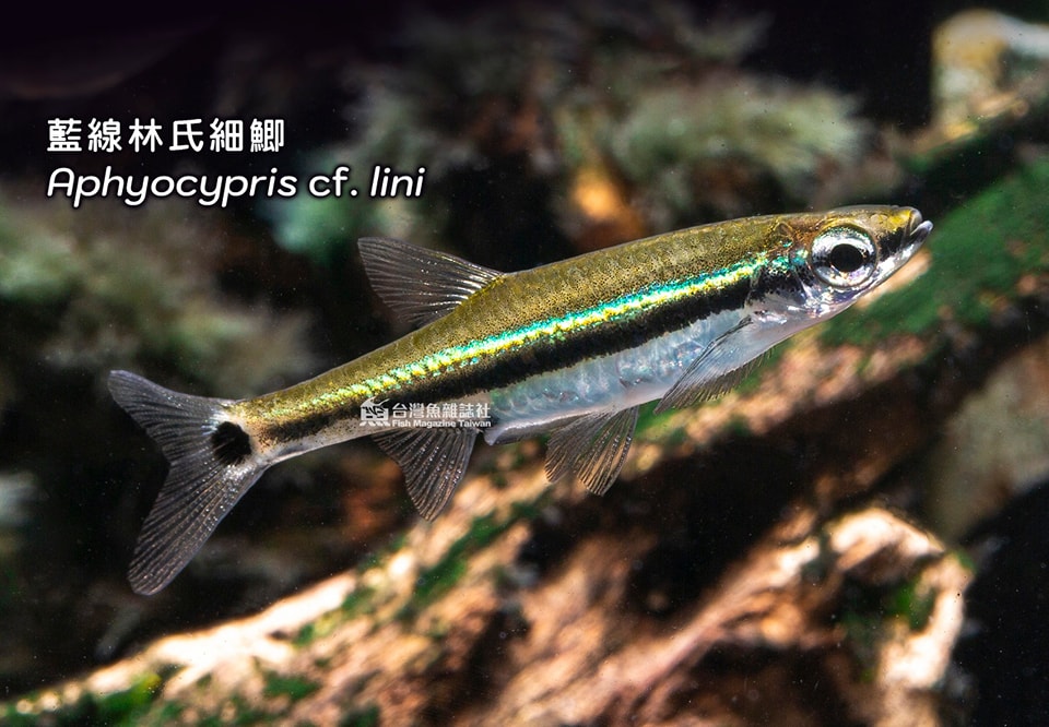 藍線林氏細鯽