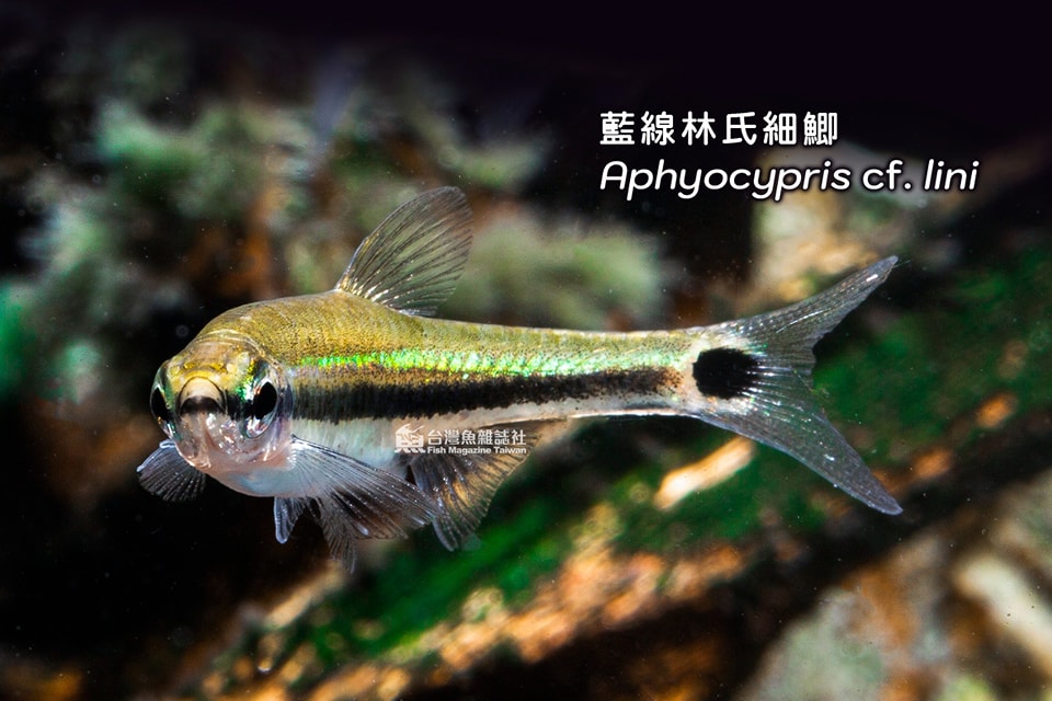 藍線林氏細鯽