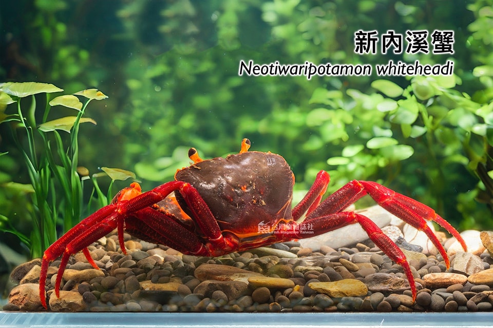 新內溪蟹