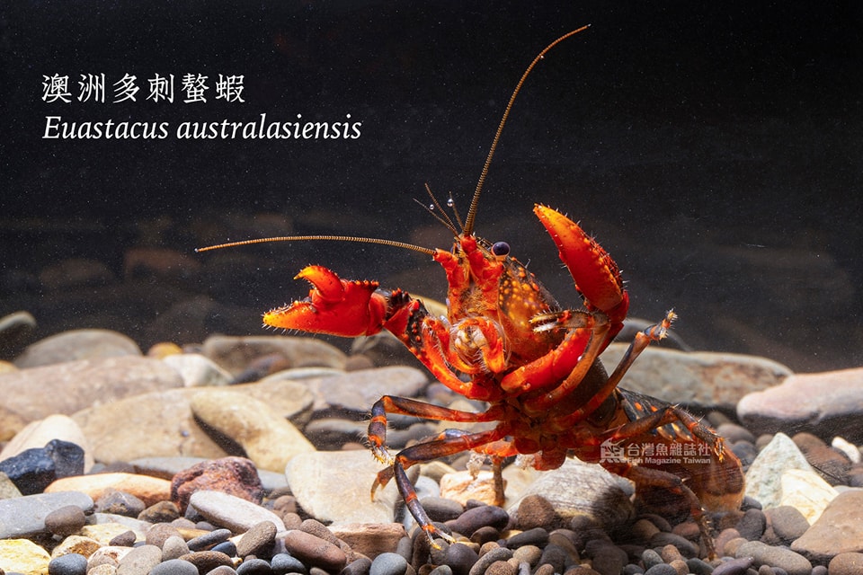 澳洲多刺螯蝦