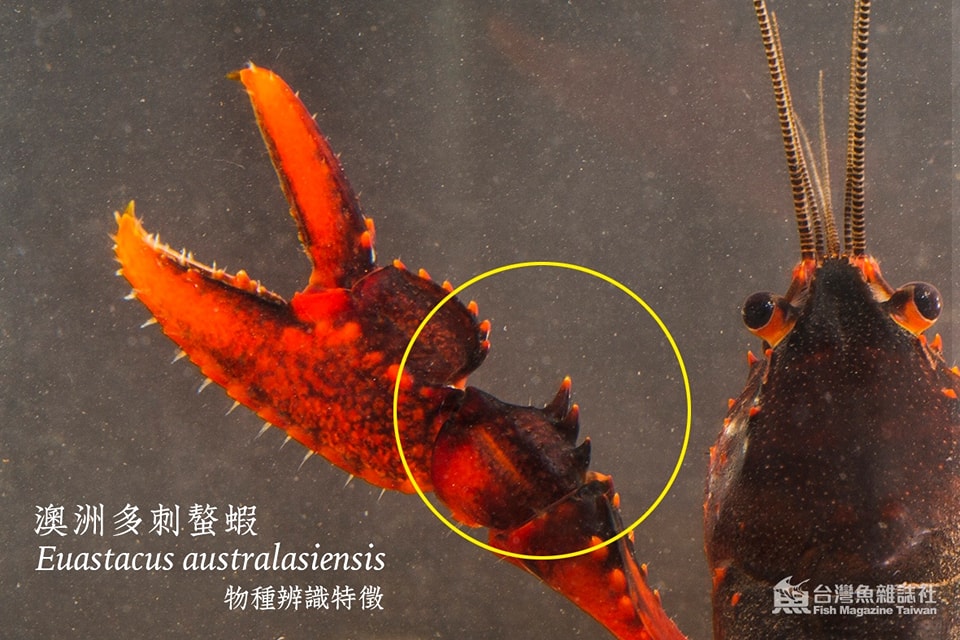 澳洲多刺螯蝦