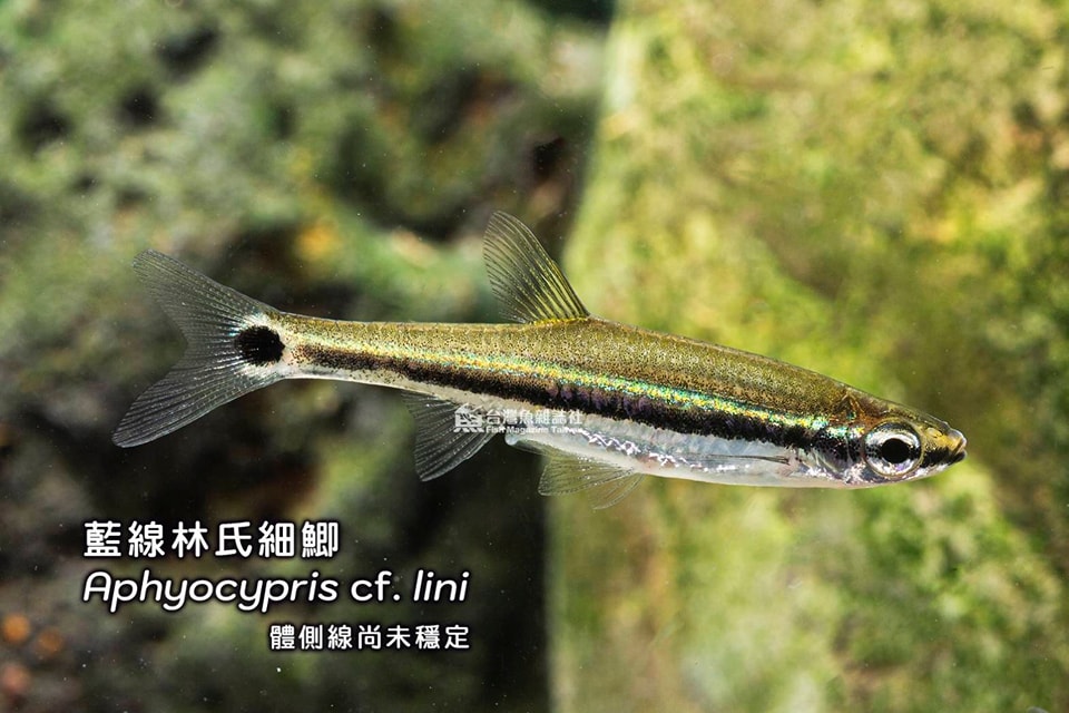 藍線林氏細鯽