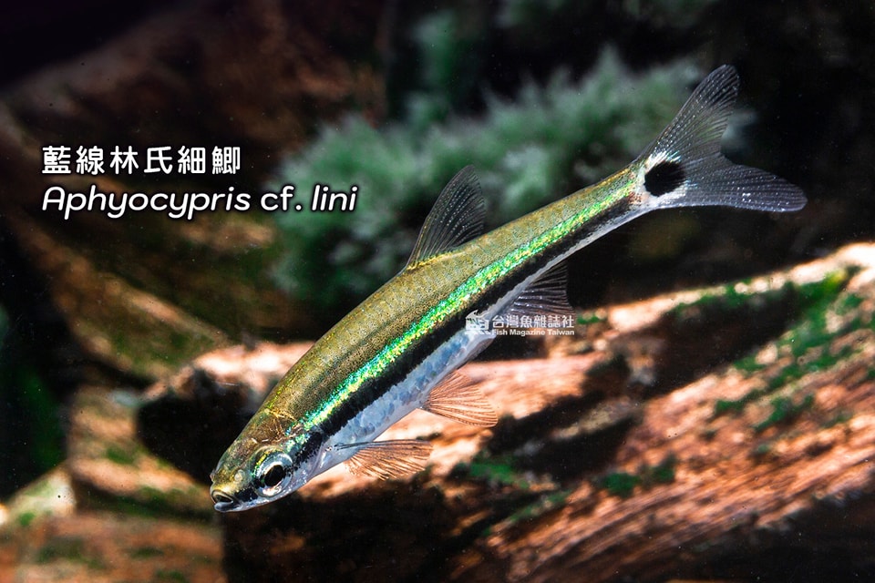 藍線林氏細鯽