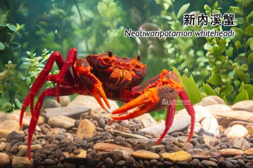 新內溪蟹