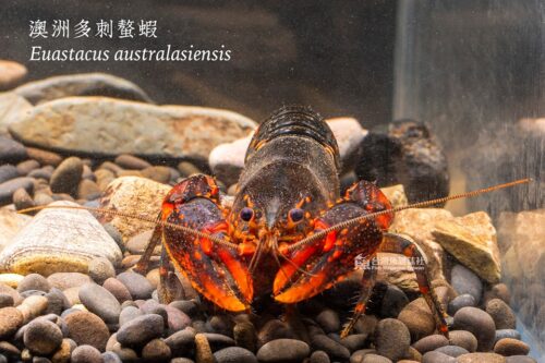 澳洲多刺螯蝦