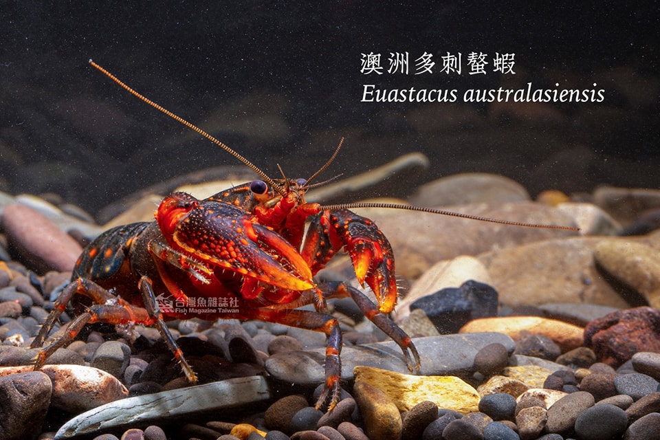 澳洲多刺螯蝦