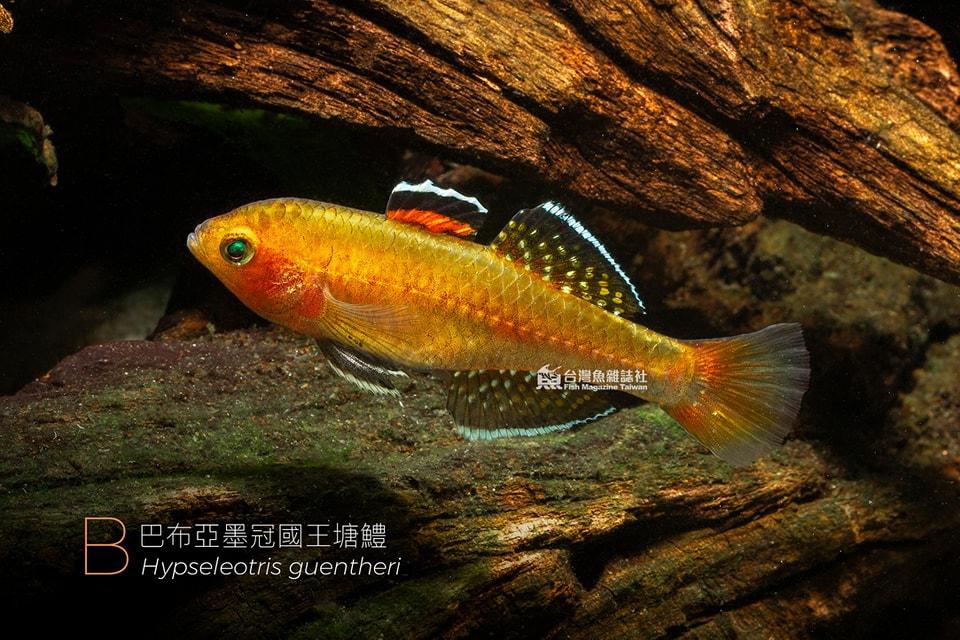 巴布亞墨冠國王塘鱧