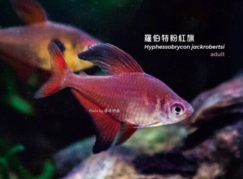 羅伯特粉紅旗