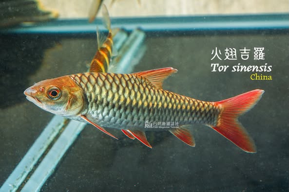 紅吉羅