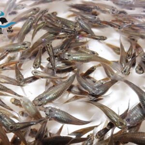 大肚魚