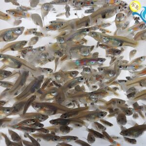 大肚魚