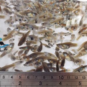 大肚魚