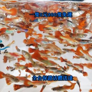 紅孔雀魚