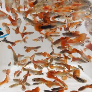 紅孔雀魚