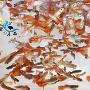 紅孔雀魚