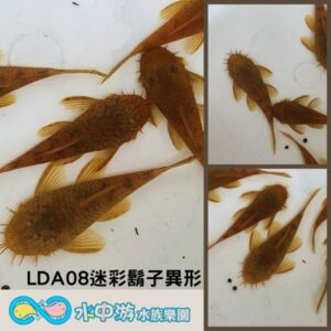 LDA迷彩鬍子異形