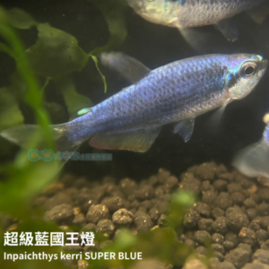 超級藍國王燈