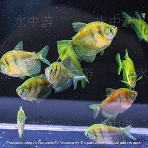 虎紋磚魚(缺貨顏色會隨機出)