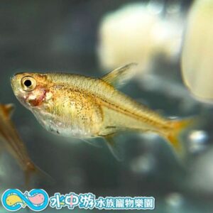 噴火燈