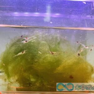 長額米蝦 金線米蝦