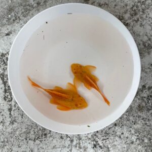 短身女王異形