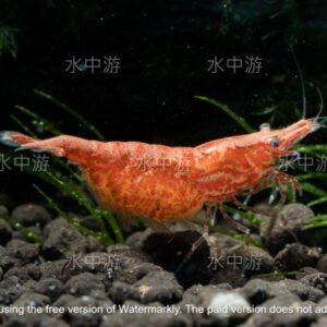玫瑰米蝦