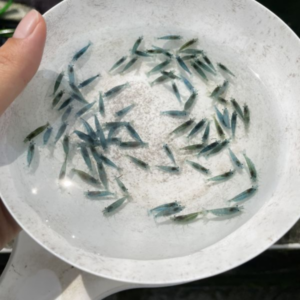 藍絲絨米蝦