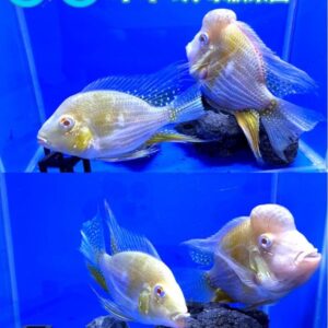 短身白子赤荔鳳冠關刀