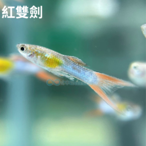 綜合孔雀 買4送1
