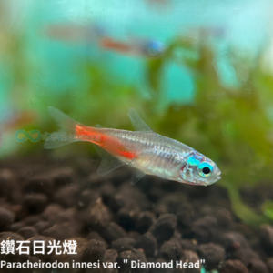 鑽石日光燈