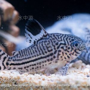 茱莉豹鼠