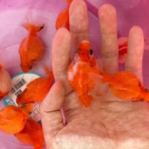 珠鱗金魚