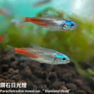 鑽石日光燈