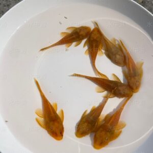 紅眼鬍子異形