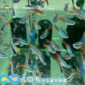 日光燈