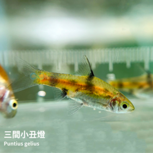 302ed031cf6f859d68ccfff33bf78a2c.png