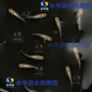 美達卡-天女之舞/紅天女之舞