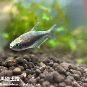 黑帝王燈