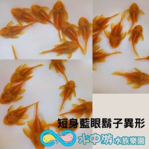 短身藍眼鬍子異形