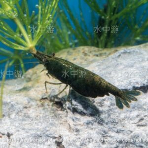 綠翡翠/綠寶石米蝦