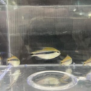 隆背彩虹藍帝燈
