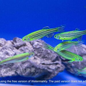 各色 仙子魚 斑馬魚